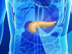 pancreas.jpg