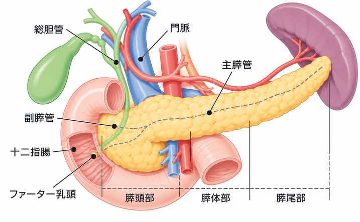 膵臓図.png